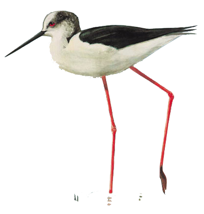 Copertina Alula